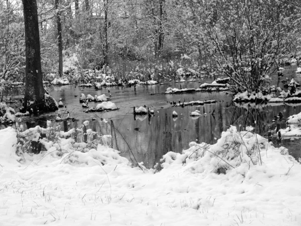 stock image Ice swamp