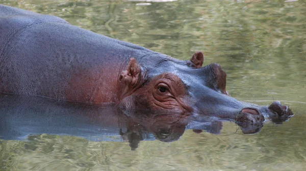 Большой бегемот — стоковое фото