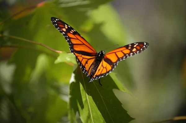 Schmetterling auf einem Baum — Stockfoto
