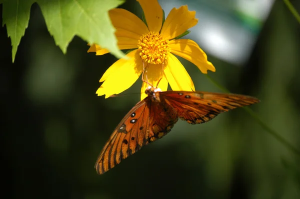 Motýl na jaře — Stock fotografie