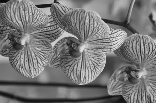 Orchid květy Stock Fotografie