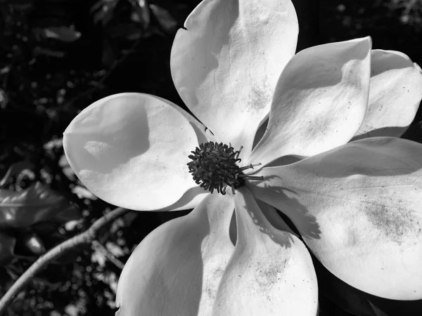Magnolia άνθιση Εικόνα Αρχείου