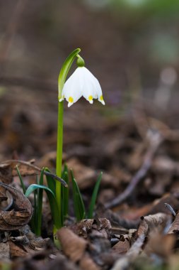 Snowdrop clipart