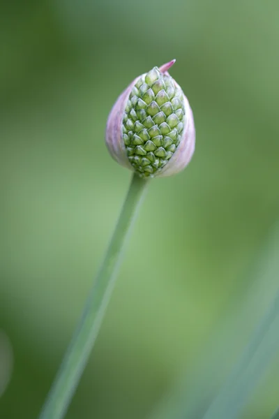 stock image Drumstick Allium bud