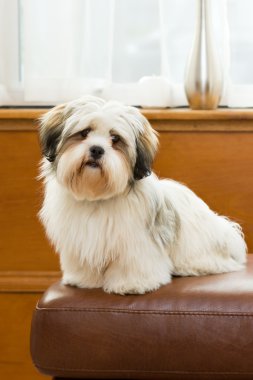 Lhasa apso