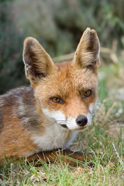 stock image Red fox