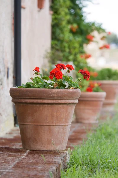 Geraniums in a terracotta pot — Stock Photo, Image