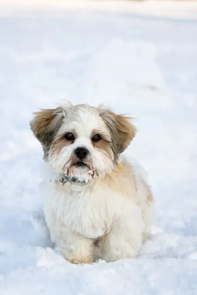 Lhasa apso puppy in the snow — Stock Photo, Image