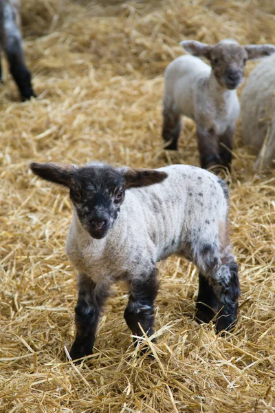 stock image Little lamb