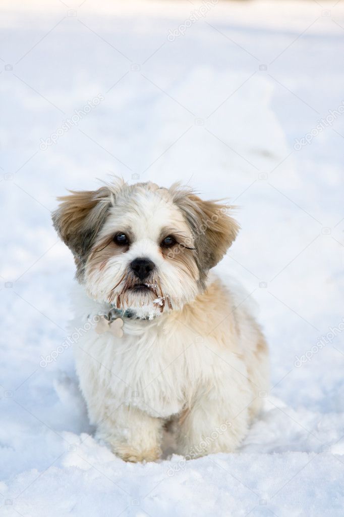Lhasa apso puppy in the snow