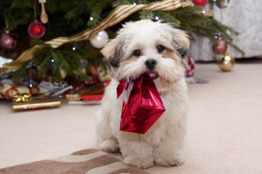 Lhasa apso puppy at Christmas clipart