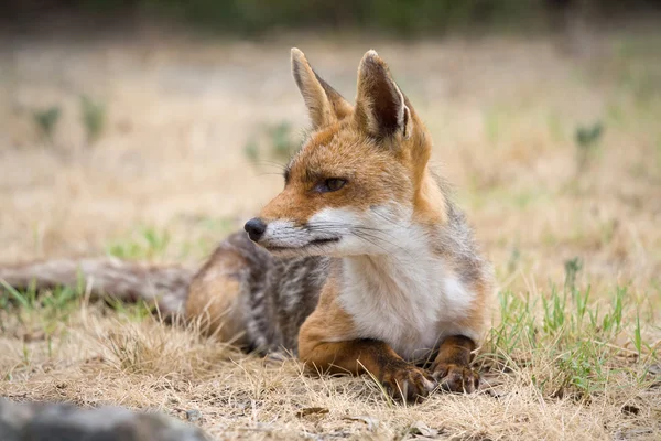 stock image Fox