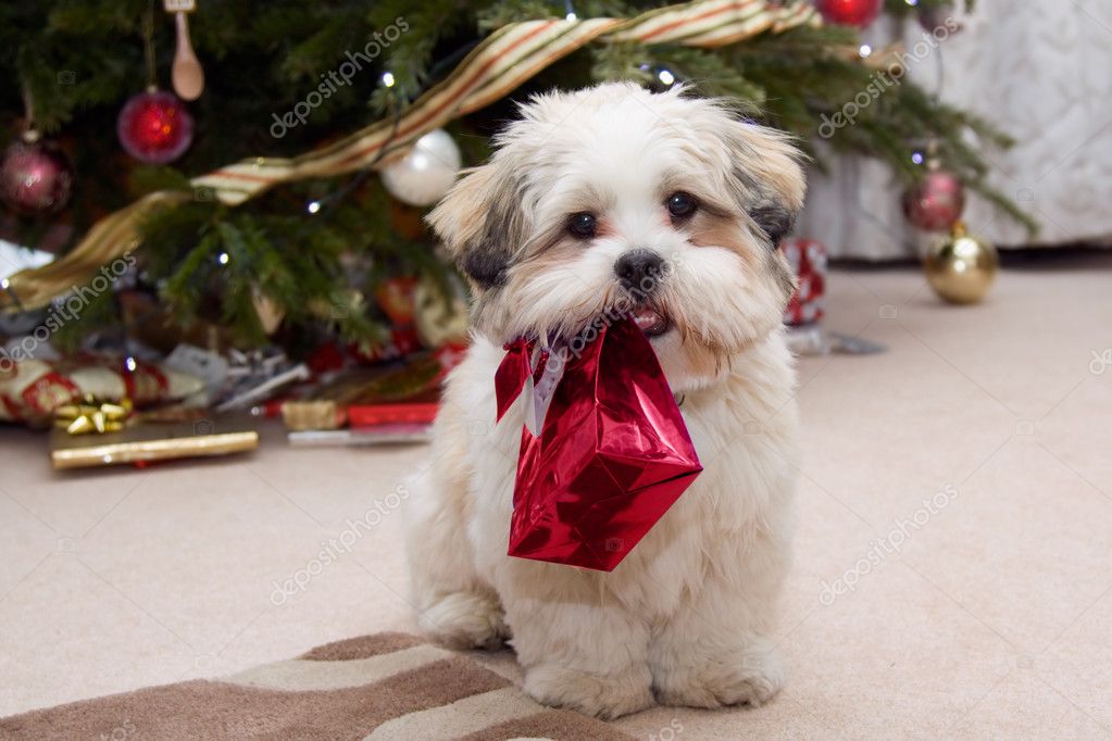 Cachorros navidad fotos de stock, imágenes de Cachorros navidad sin  royalties | Depositphotos