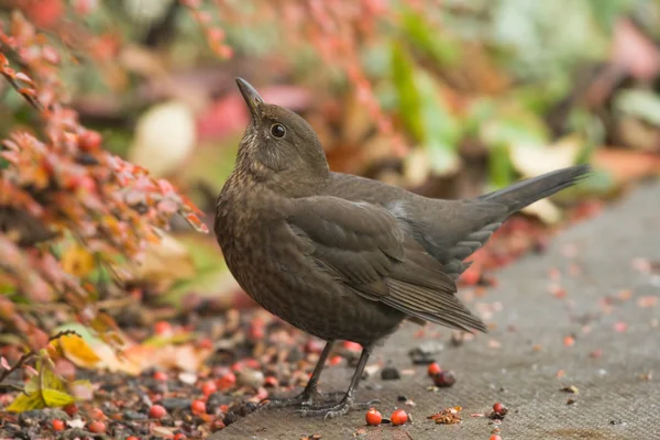 stock image Female blackbird