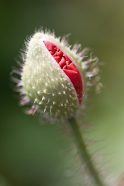 haşhaş bud