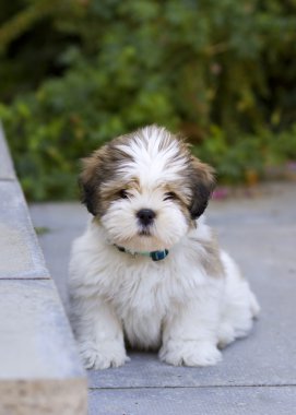 Lhasa apso puppy clipart