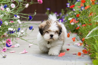 Lhasa apso puppy clipart