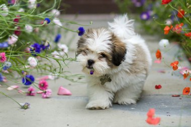 Lhasa apso puppy clipart