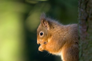 Red squirrel clipart