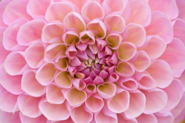 Pale pink dahlia clipart