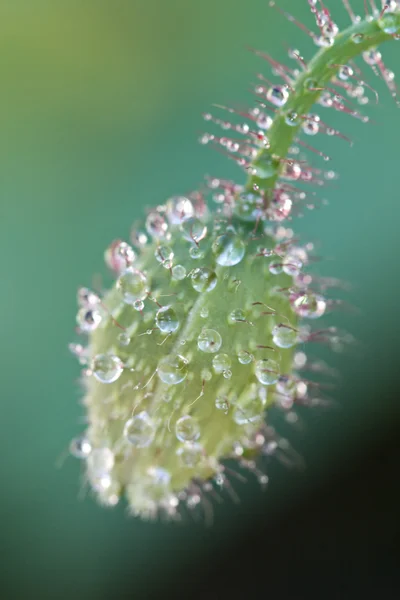 stock image Poppy bud