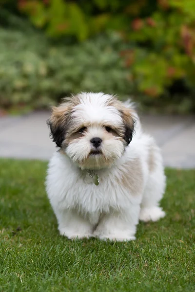 Lhasa apso puppy — Stock Photo, Image