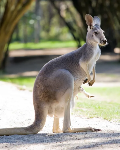 Dişi kırmızı kanguru — Stok fotoğraf