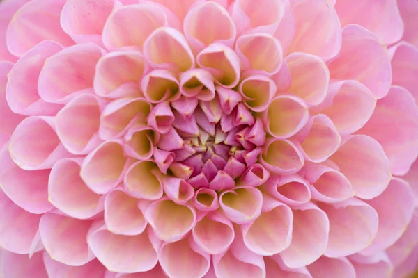 Blady różowy Dalia — Zdjęcie stockowe