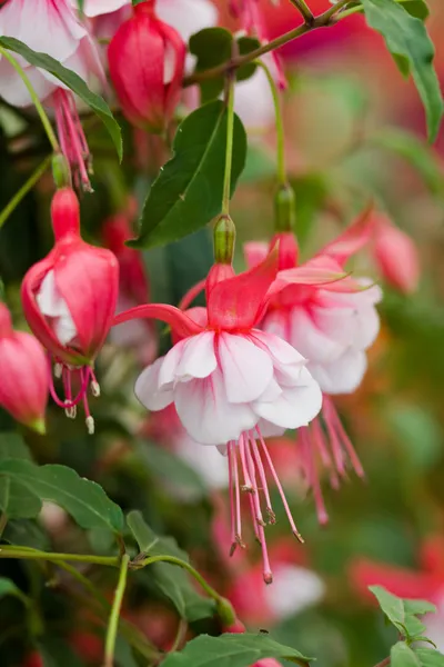 Fuchsia blommor — Stockfoto
