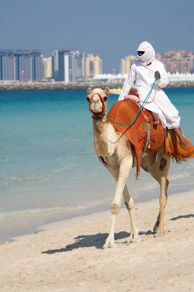 Верблюд на пляже Джумейра, Дубай — стоковое фото