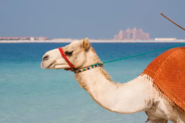 在迪拜朱美拉海滩上的骆驼 — 图库照片