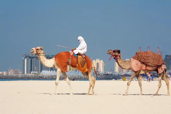 Kamelen aan jumeirah beach, dubai — Stockfoto