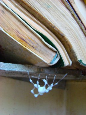 Spider and books clipart