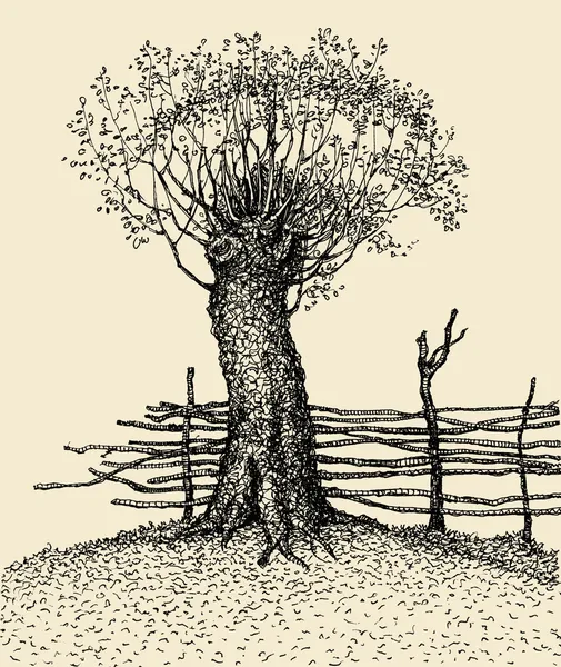 Старое дерево возле забора — стоковое фото