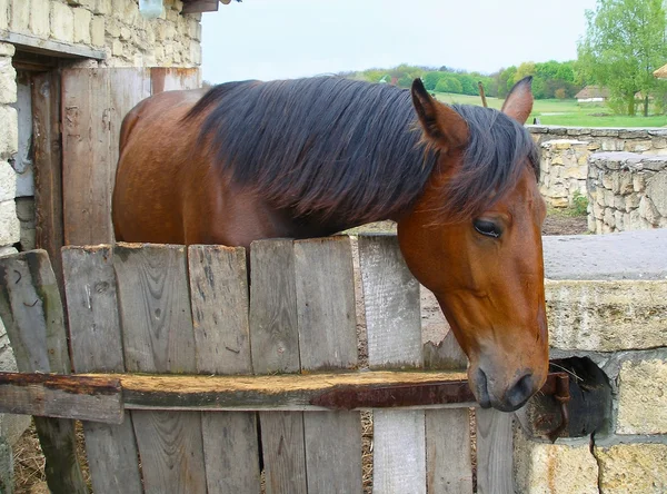 Каштановый конь — стоковое фото