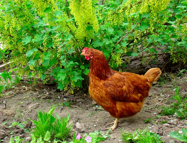 Κοτόπουλο πιπεροριζών — Φωτογραφία Αρχείου