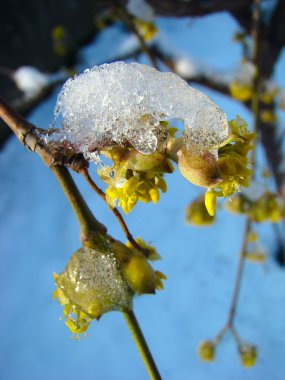 Flowers in ice clipart