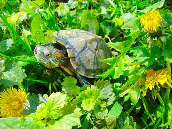 Американський прісноводна черепаха — стокове фото