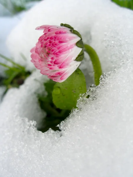 stock image Daisy in the snow