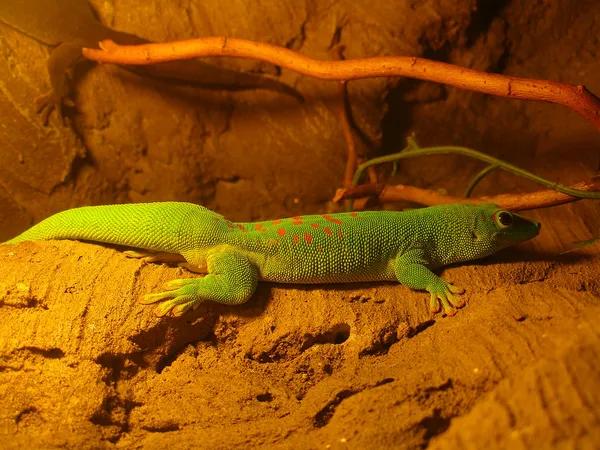 Τετραήμερο πλακάτα gecko — Φωτογραφία Αρχείου