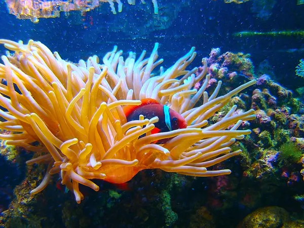 Klauny i anemony morskie — Zdjęcie stockowe