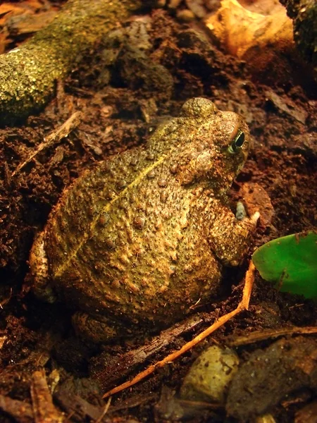 Goliath frog — Stock Photo, Image