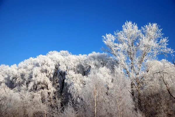 stock image Winter fairy tale