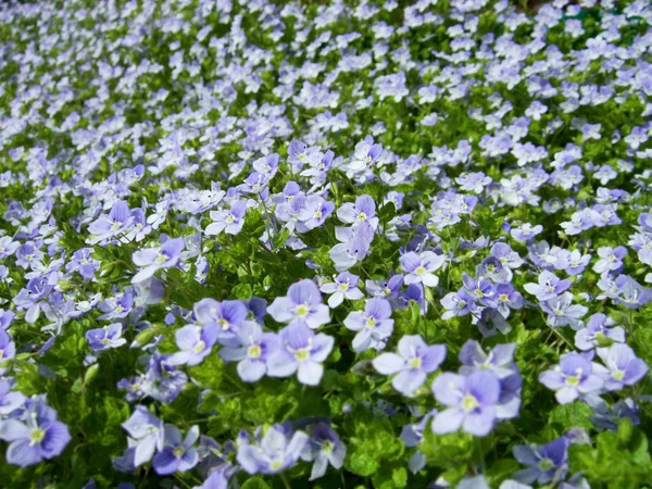 stock image Blue flowers