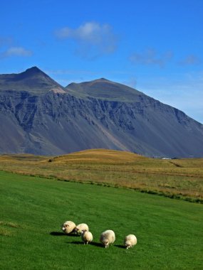 Icelandic sheeps clipart