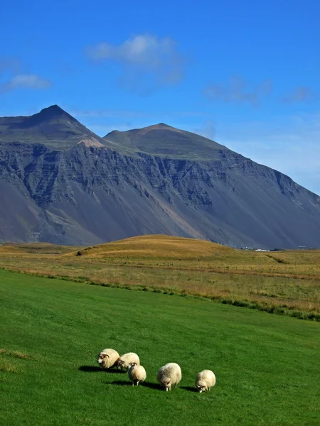 Ovelhas islandesas — Fotografia de Stock