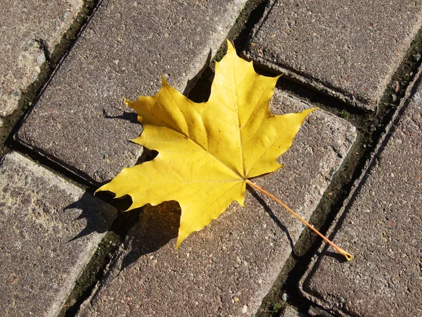 stock image Autumn