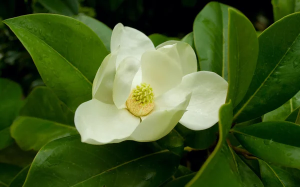 stock image Magnolia flower