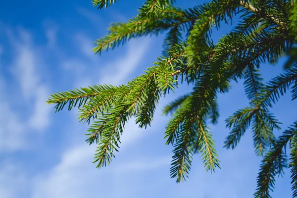 Bont-boomtak tegen de blauwe hemel — Stockfoto