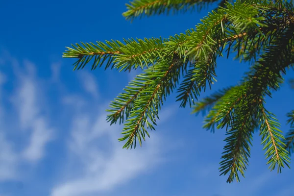 Fur-tree branch against the sky — Stock Photo, Image